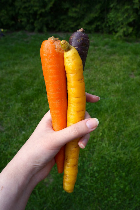 tri-colour carrots