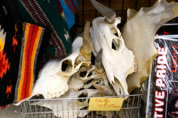 cow skulls