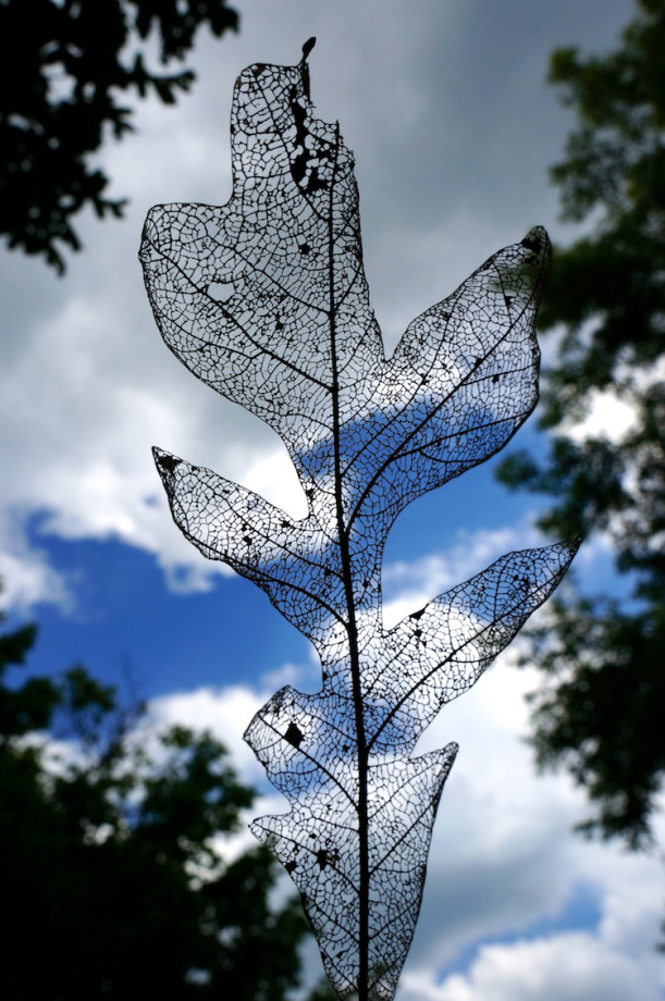 ghost leaf