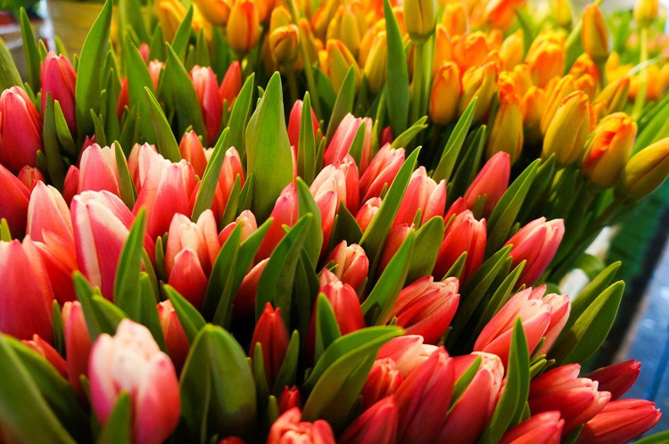 SeattleMarketTulips