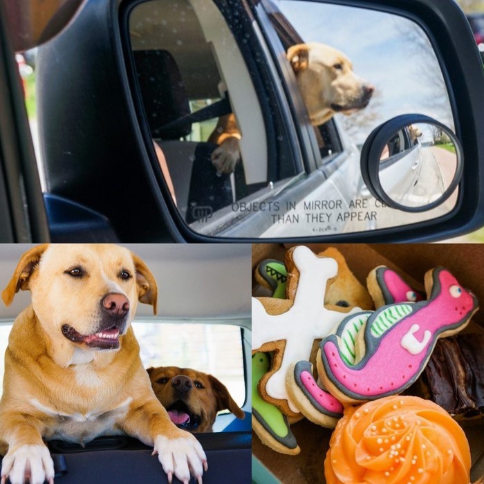 dog_beach_collage_guess_dress