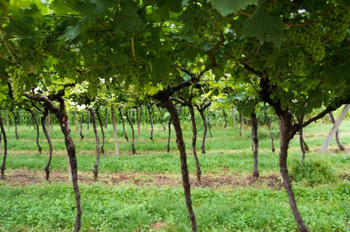 grape_vines_riva_photography