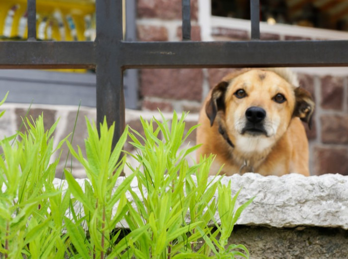 mendola_dog_photography