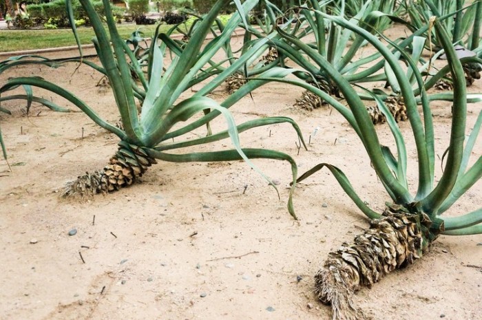 phoenix_arizona_weird_cacti