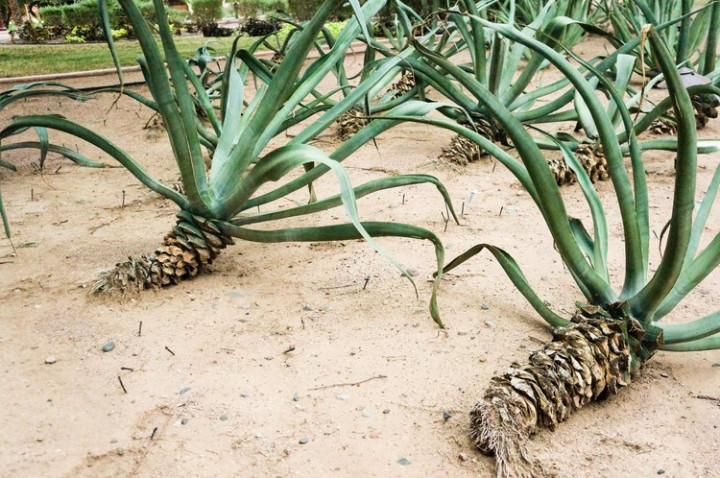 phoenix_arizona_weird_cacti