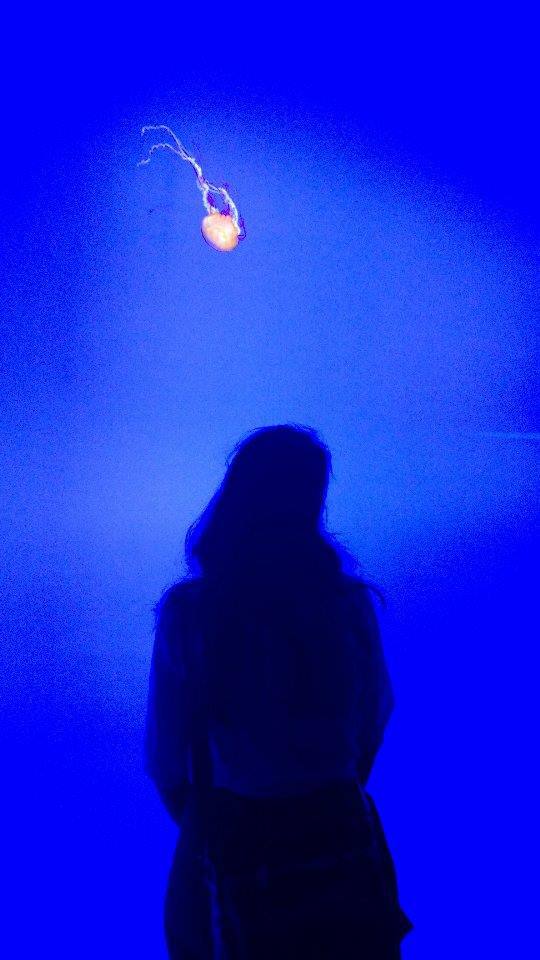 ripley_aquarium_toronto_jellyfish_2