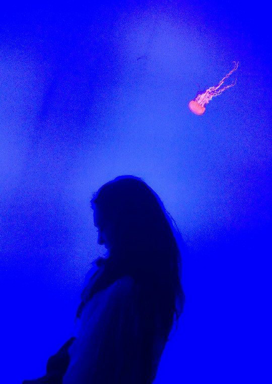 ripley_aquarium_toronto_jellyfish_3