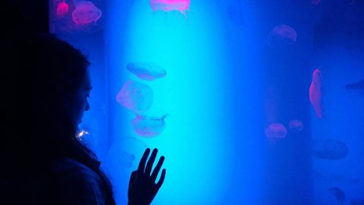 ripley_aquarium_toronto_jellyfish_4