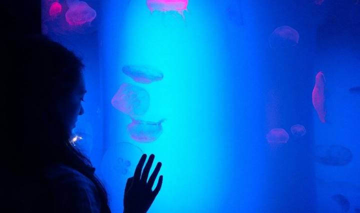 ripley_aquarium_toronto_jellyfish_4