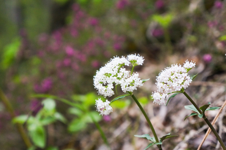 sights_around_italy_may_2015_pretty_flowers
