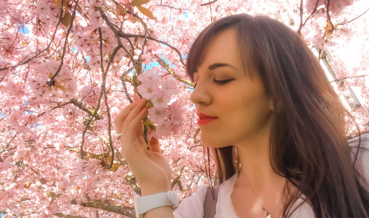 cherry_blossoms_spring_university_washington_trendy_techie_10_edited