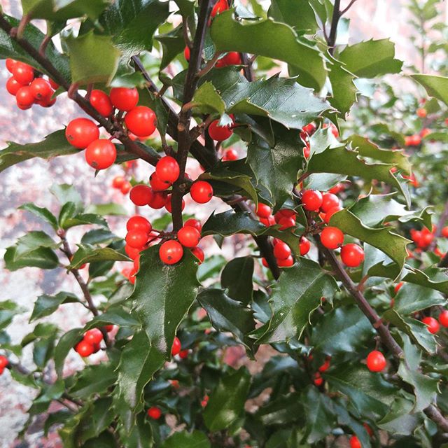 The holly berries are so pretty and bright!