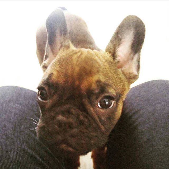 Did you say treat? I'm pretty sure you said treat. Don't make me use the force on you...*waves paw*
.
Missing this little dude.
.
.
#puppy #cute #starwars #usetheforce #frenchie #frenchbulldog #bello #blogger