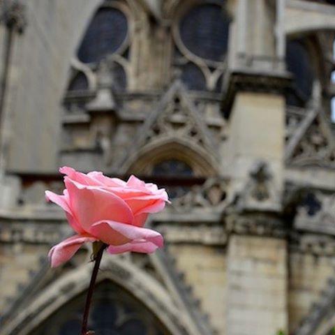Je pense à toi Paris. J'ai pris cette  photo à Notre Dame en 2011. ❤