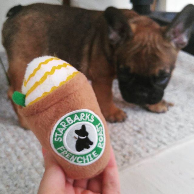 One grande #frenchie roast please! Isn't this squeaky toy the greatest?
#frenchbulldog #cute #puppy #playtime #ilovemyfrenchbulldog #ilovemypuppy #bello