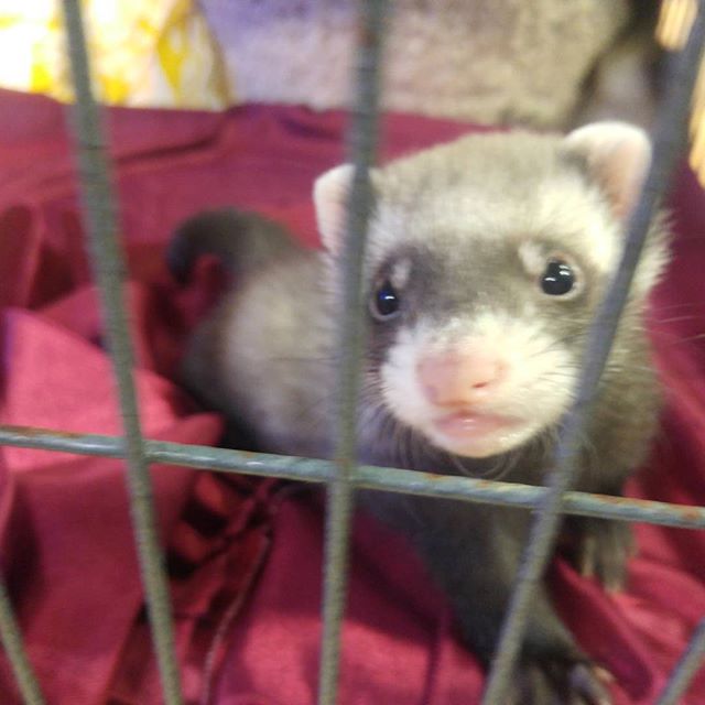 I met this adorable little baby cat snake today! My heart hurts with the cuteness.
.
.
#ferret #cute #catsnake #adorable #pet #petstore #petshop #furbaby #ferrets #babyanimals #blogger #torontoblogger #canadianblogger