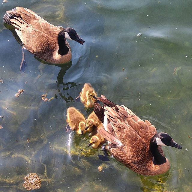 How adorable is this little family?? The parents were not pleased to see my dog. And rightfully so, as the babies were pretty curious.
