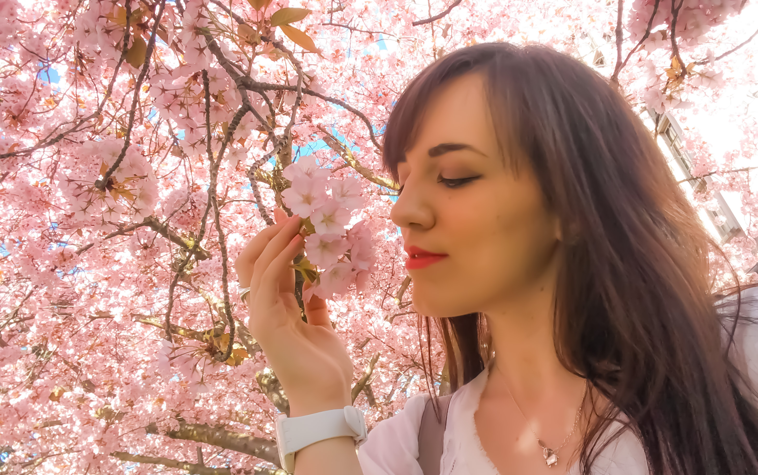 Cherry Blossoms and Solo Travel